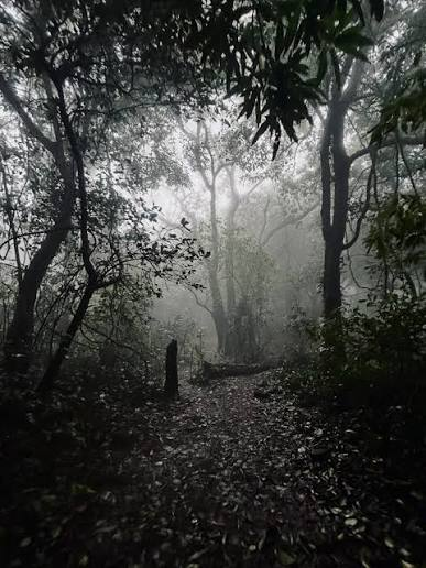 Mystical trails and forests of Aadrai Jungle trek
